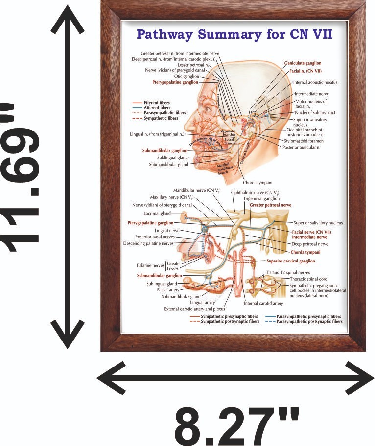 Pathway Summary for CN VII Chart 12x18 inches
