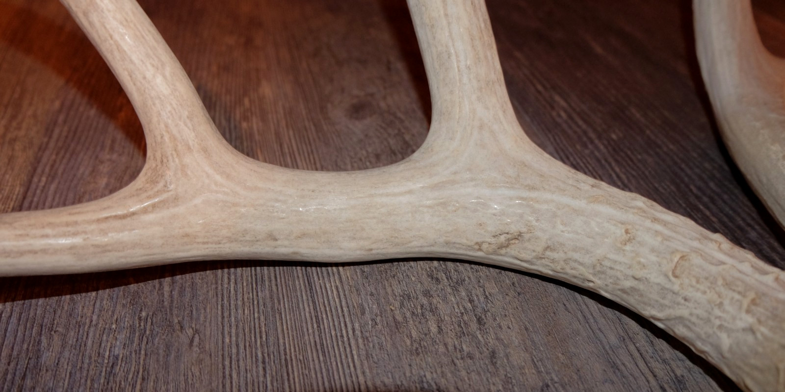 Nice Set Mule Deer Antlers Sheds Taxidermy Mount Cabin Decor Buck Horns