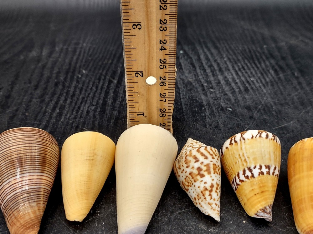 Cone Seashell Small Assorted Mix (6 shells approx. 1.5+ inches)