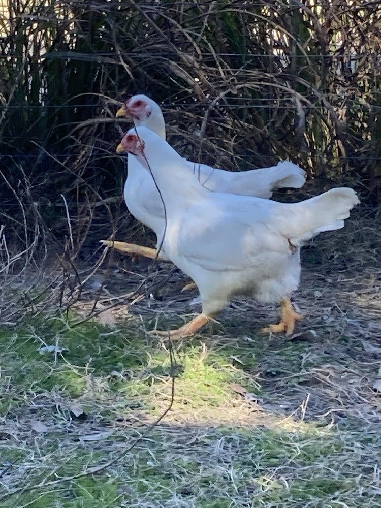 6 Largefowl White Cornish Hatching Eggs