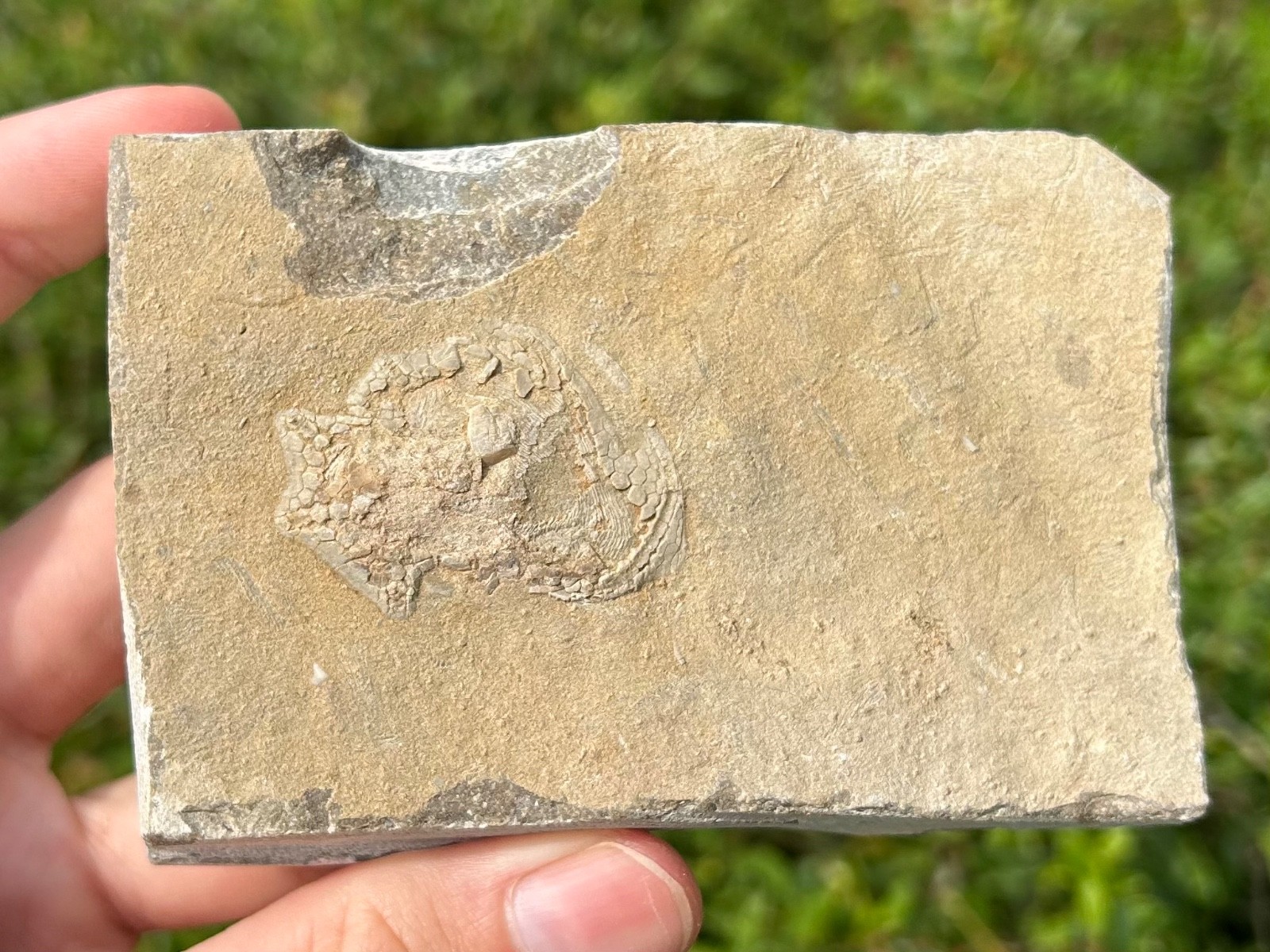 Alabama Fossil Edrioasteroid Hypsiclavus huntsvillensis Bangor Limestone Fm