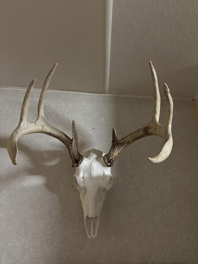 Skull Master Antler Mounting Kit in Classic White - Universal Fit & Easy Setup