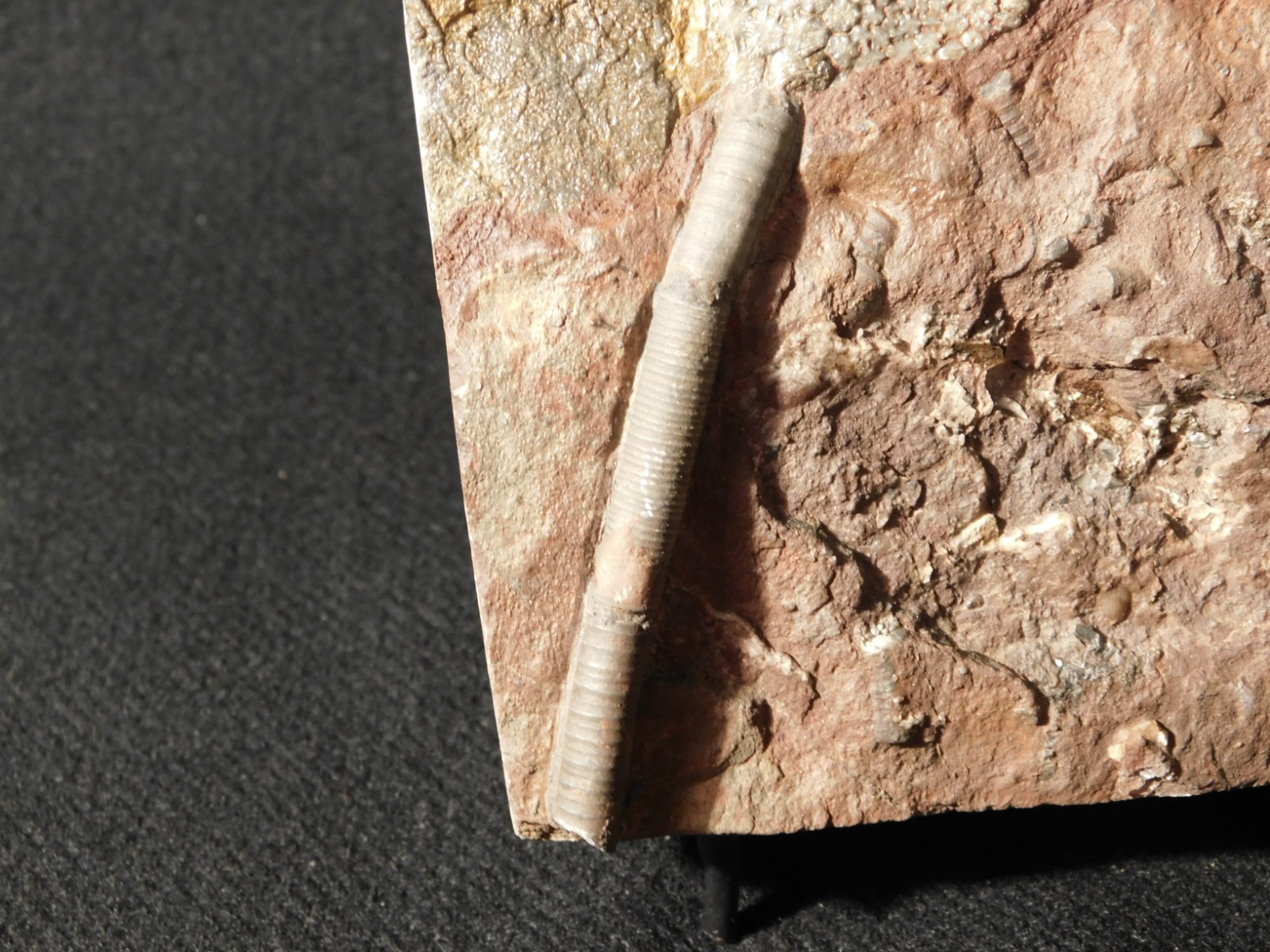 Larger! 430 Million Year Old! CRINOID Fossil or Sea LILY Fossil Morocco 601gr