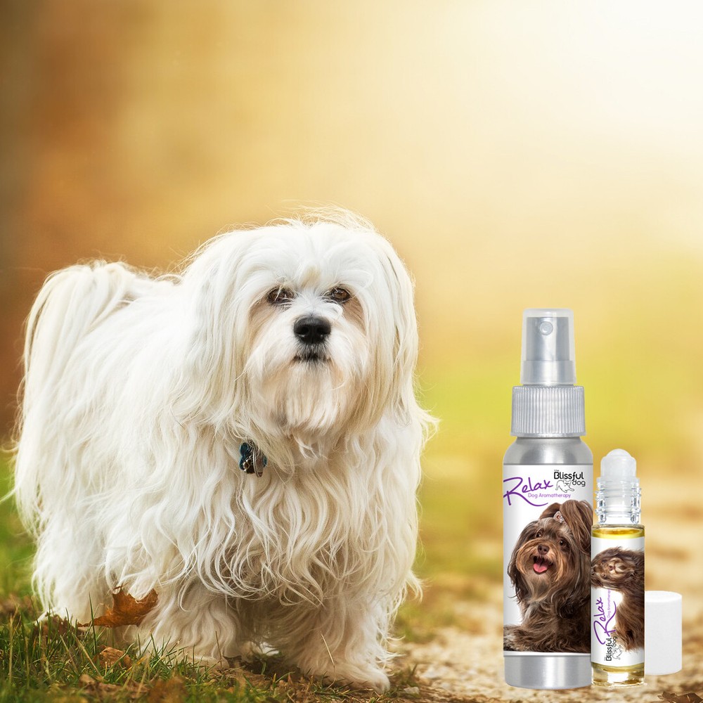 Havanese Relax Dog Aromatherapy | Calms Anxious, Scared, Stressed Dogs
