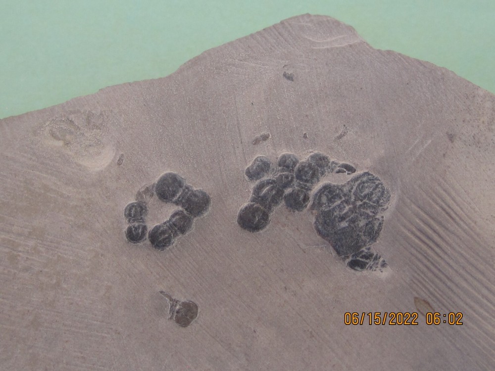 PERONOPSIS FOSSIL FIVE MULTIPLE TRILOBITE PLATES