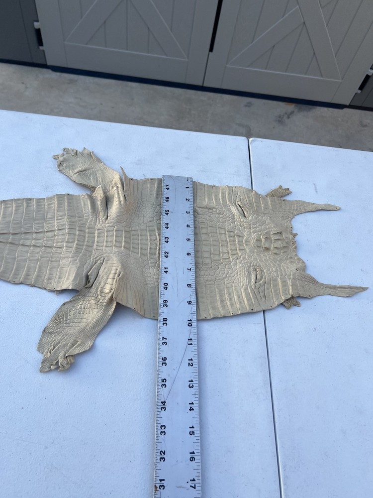 Genuine Crocodile Leather ( Bone Color )