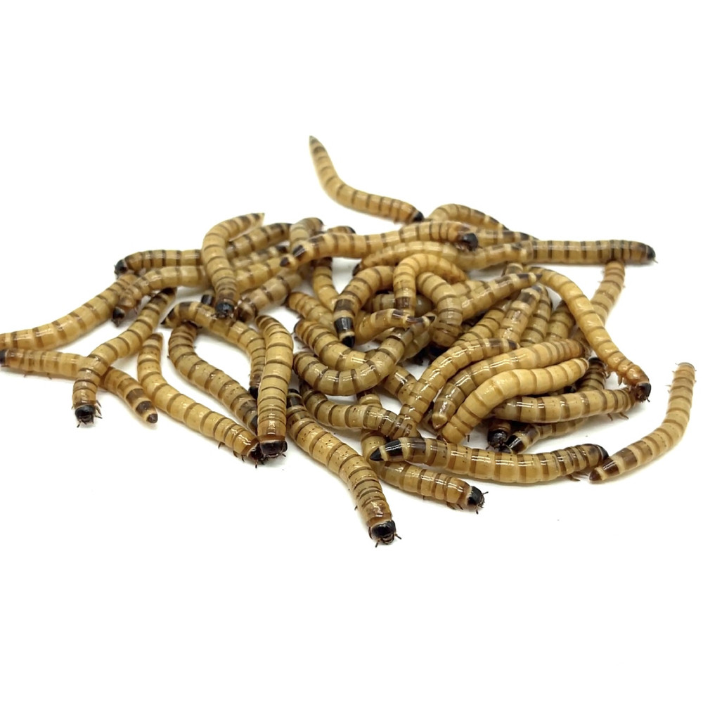 Live Superworms - 50-2000 counts - 4 different sizes