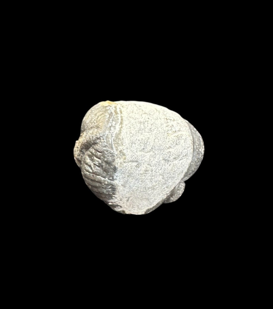 Fabulous Rolled Phacops Trilobite Fossil – Authentic Devonian Era Specimen