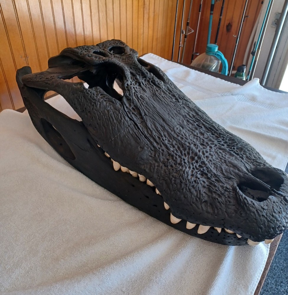 Large Aligator Head UNIQUE Taxidermy