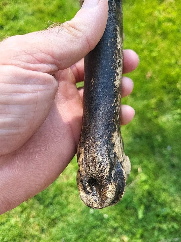 Bison metacarpal Historic bison foot bone