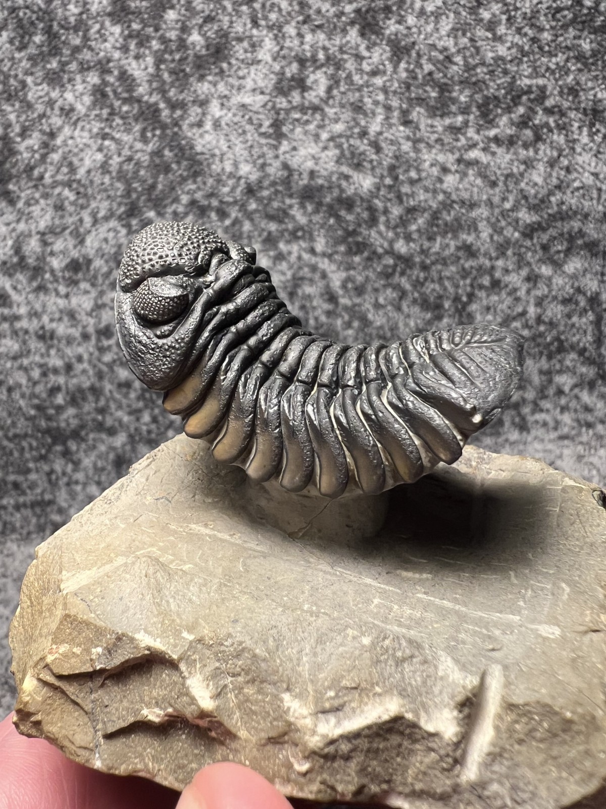Exceptional Moroccops sp. Trilobite Fossil – Stunning Flying Preparation