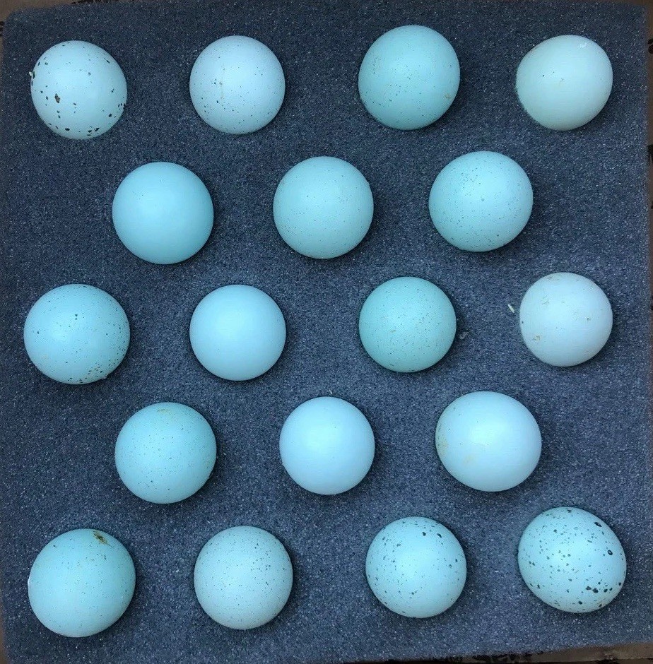 48 Celadon Blue Coturnix Quail Hatching Eggs - 100% BLUE