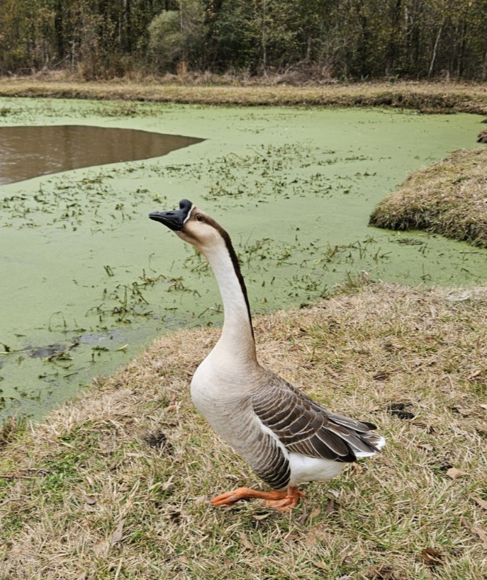3 + African Goose Hatching Eggs Fertile Louisiana Farm Fresh MULTIPLES AVAILABLE