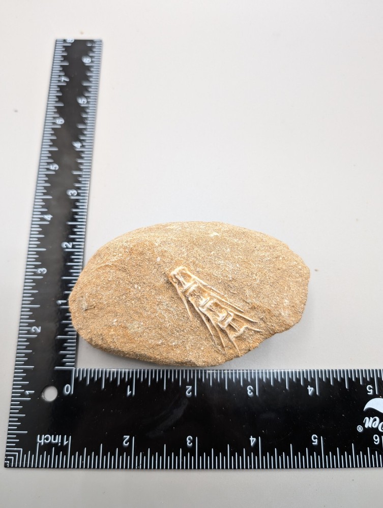 Associated Fish Vertibrae FossilIn Matrix
