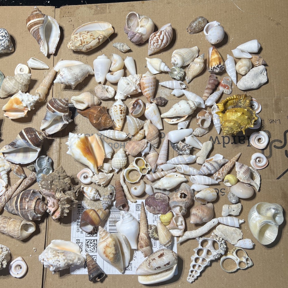 Collection of Sea Shells Various Types and Sizes Lot Bundle Small Medium