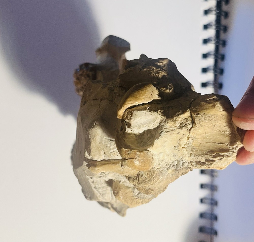 Oreodont Skull Fossil White River Formation