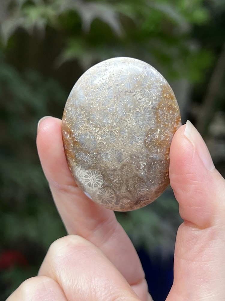 Fossilized Coral Crystal Palmstone AAA+ 28