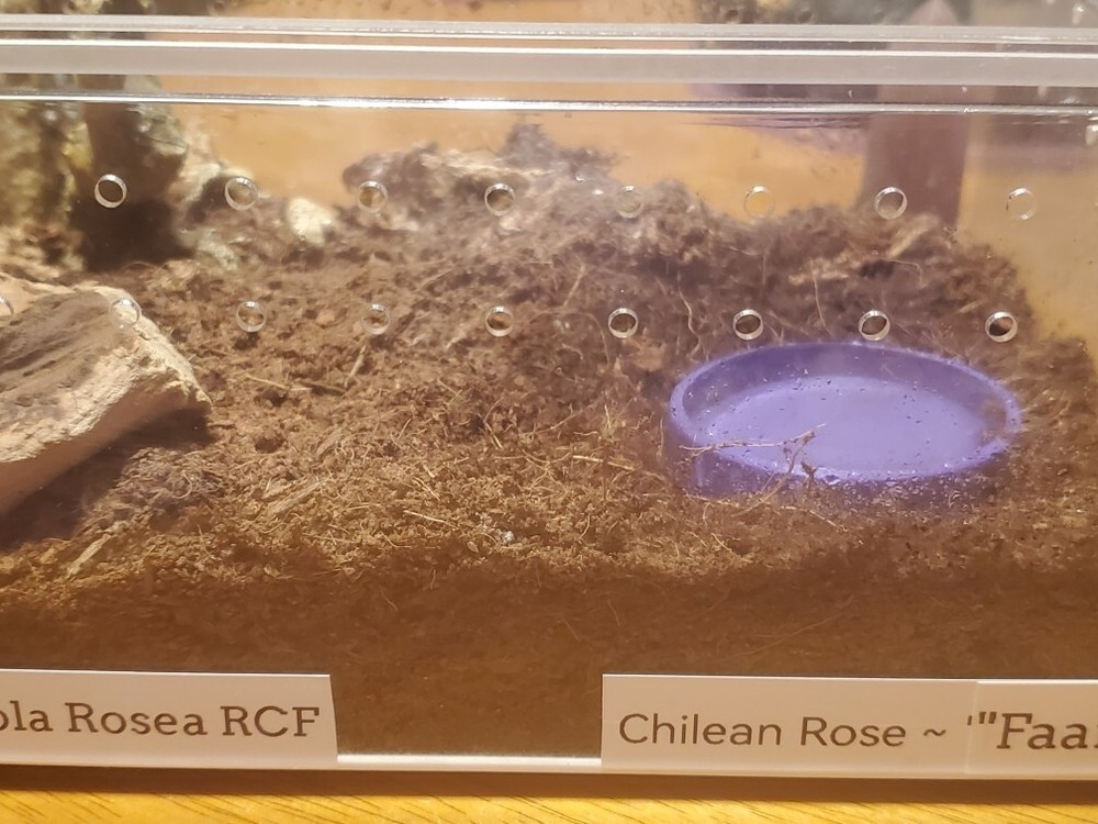 Tarantula Water Dish 3d Printed