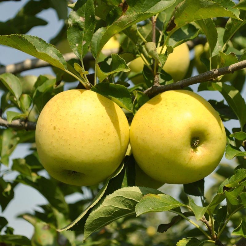 Yellow delicious Apple Grafted Fruit Tree Bare-root