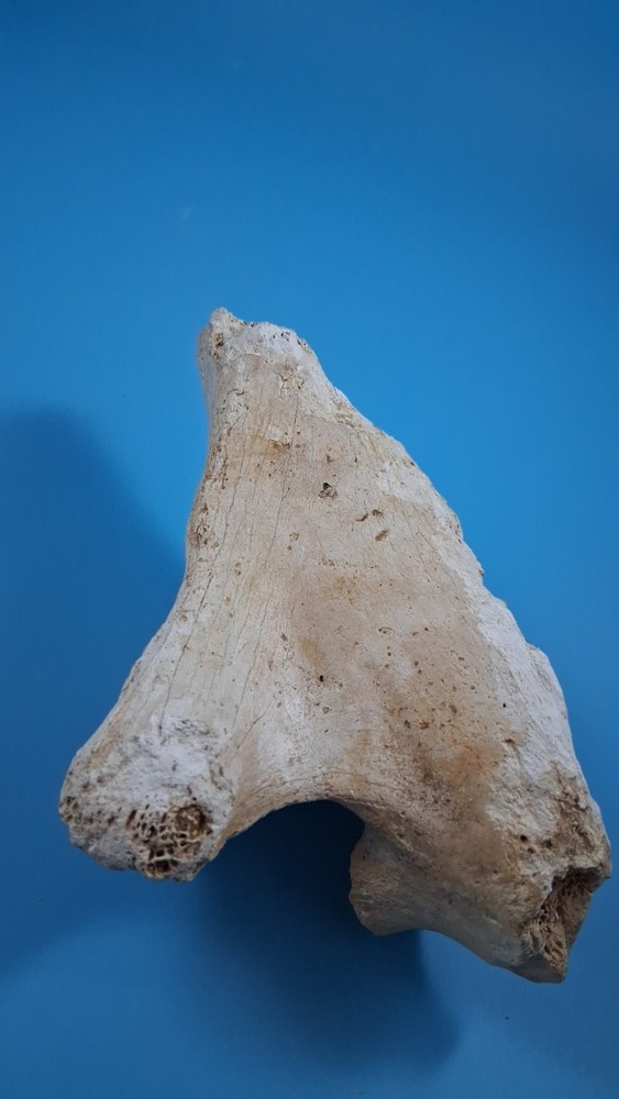 Fossil Horse Pelvic Ice Age