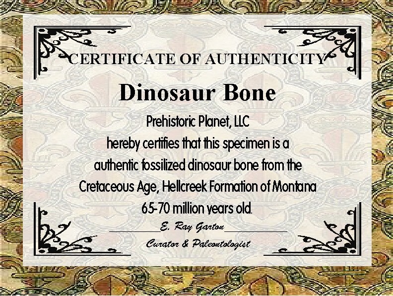 Authentic Plaster Jacket Dinosaur Bone Dig #4000