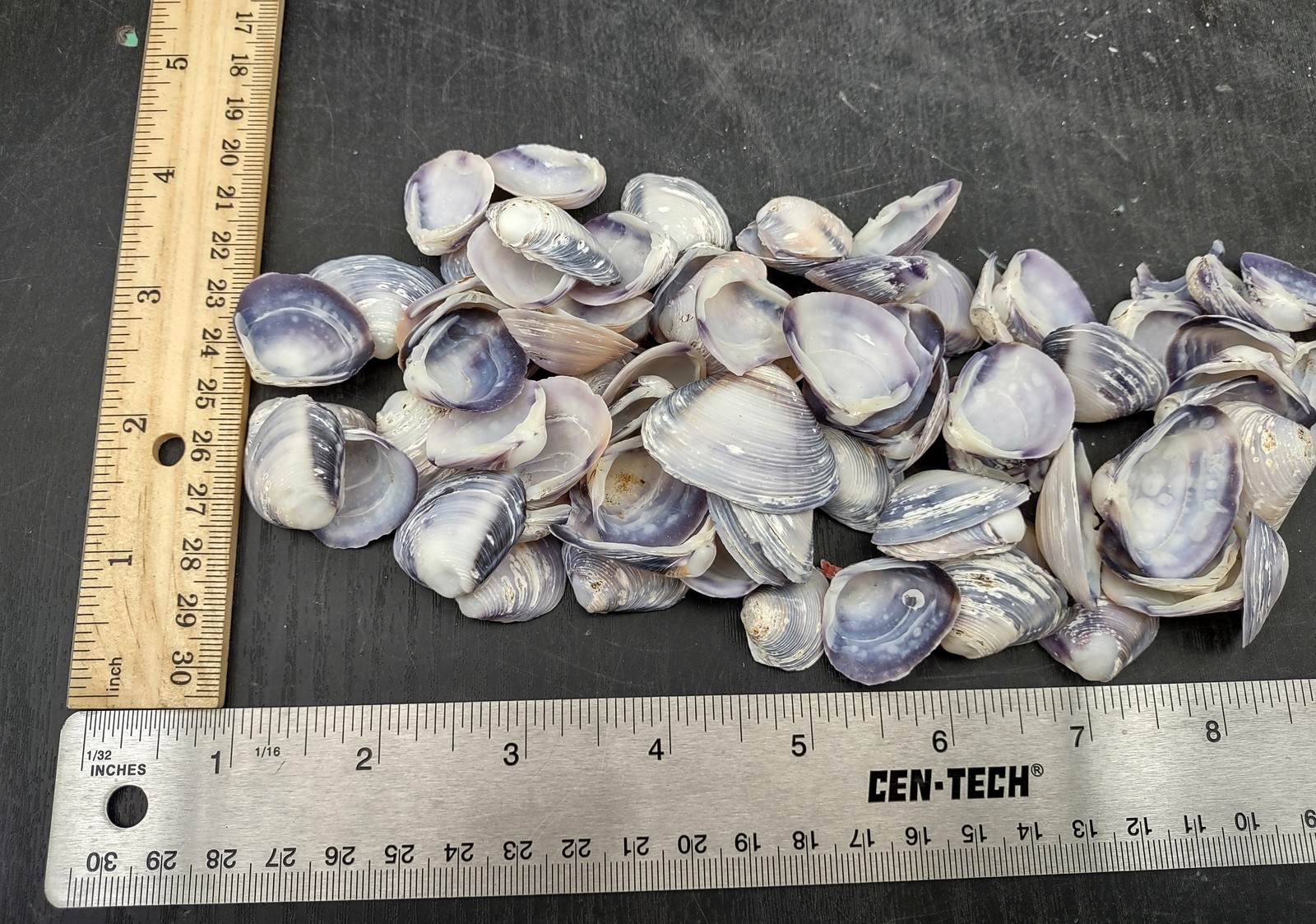 Purple Cay Cay Clam Seashells (approx. half cup +/-70 shells 0.5+ inches)