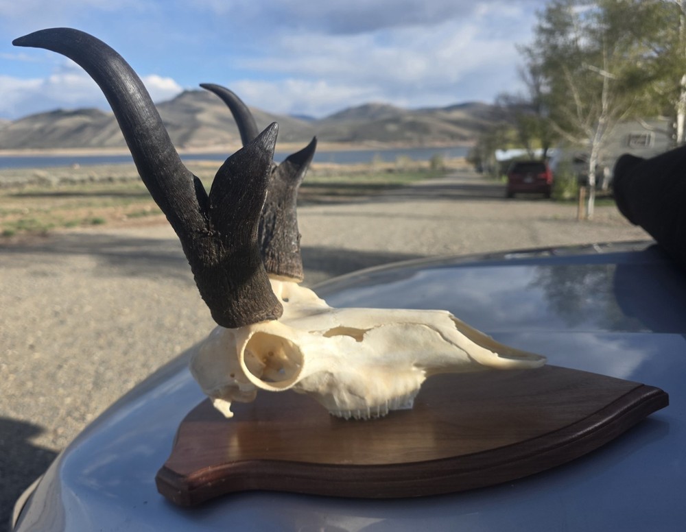 Larg Antelope European Plaque Mount!