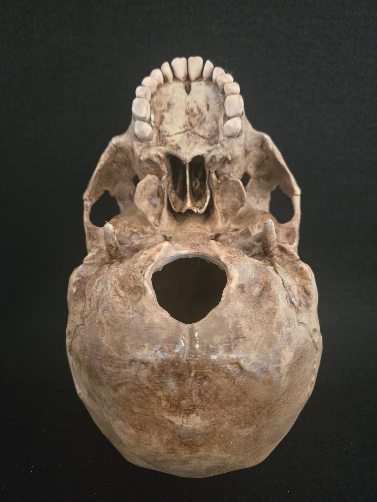 Skull Human Replica- Realistic Life Size- Momento Mori