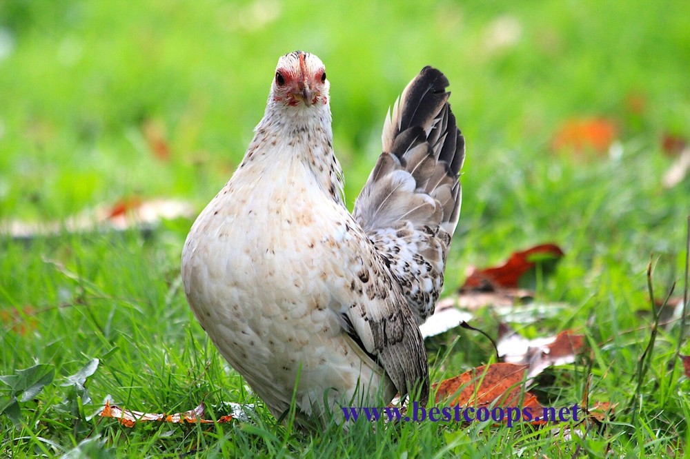 12+ Fertile Show Quality Serama Hatching Eggs