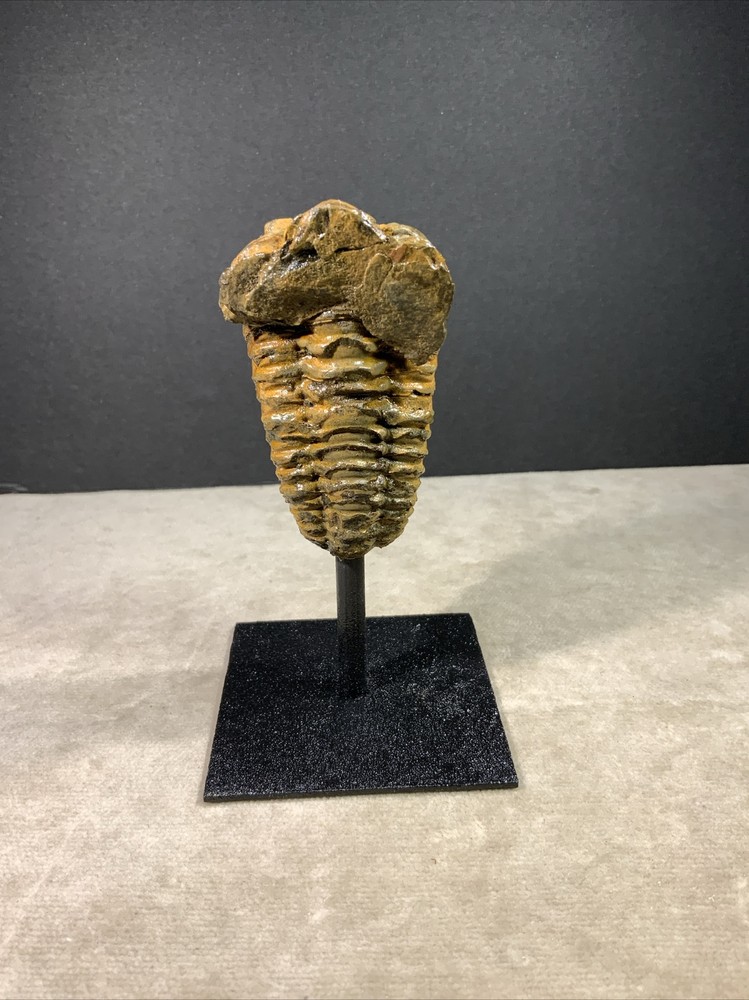 Trilobite Fossil on Stand