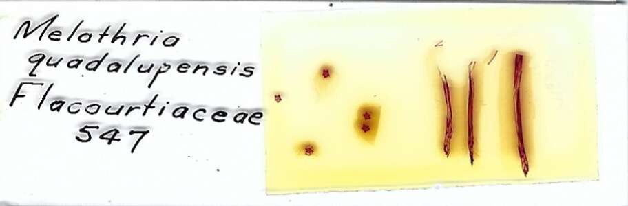 Melothria quadalupensis Microscope Slide