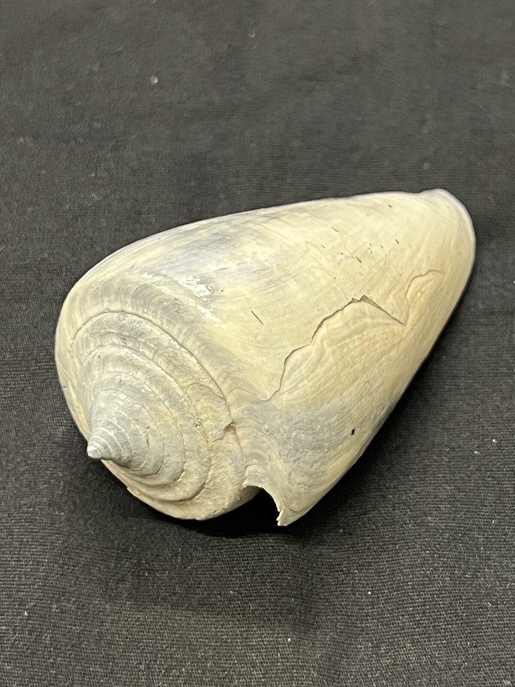 RARE Fossilized CONE Shell From Central Florida, Pliocene Era.