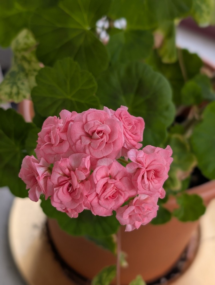 Rosebud Geranium - Antique Grainger- LIVE & ROOTED Plants