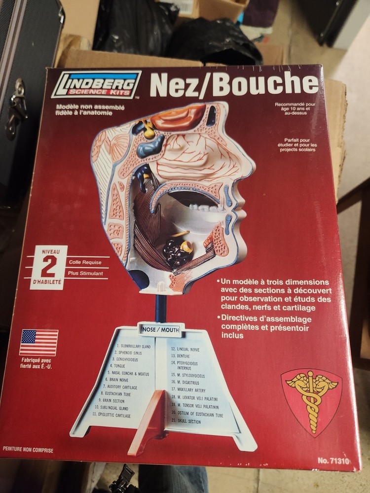 Nose And Mouth Model