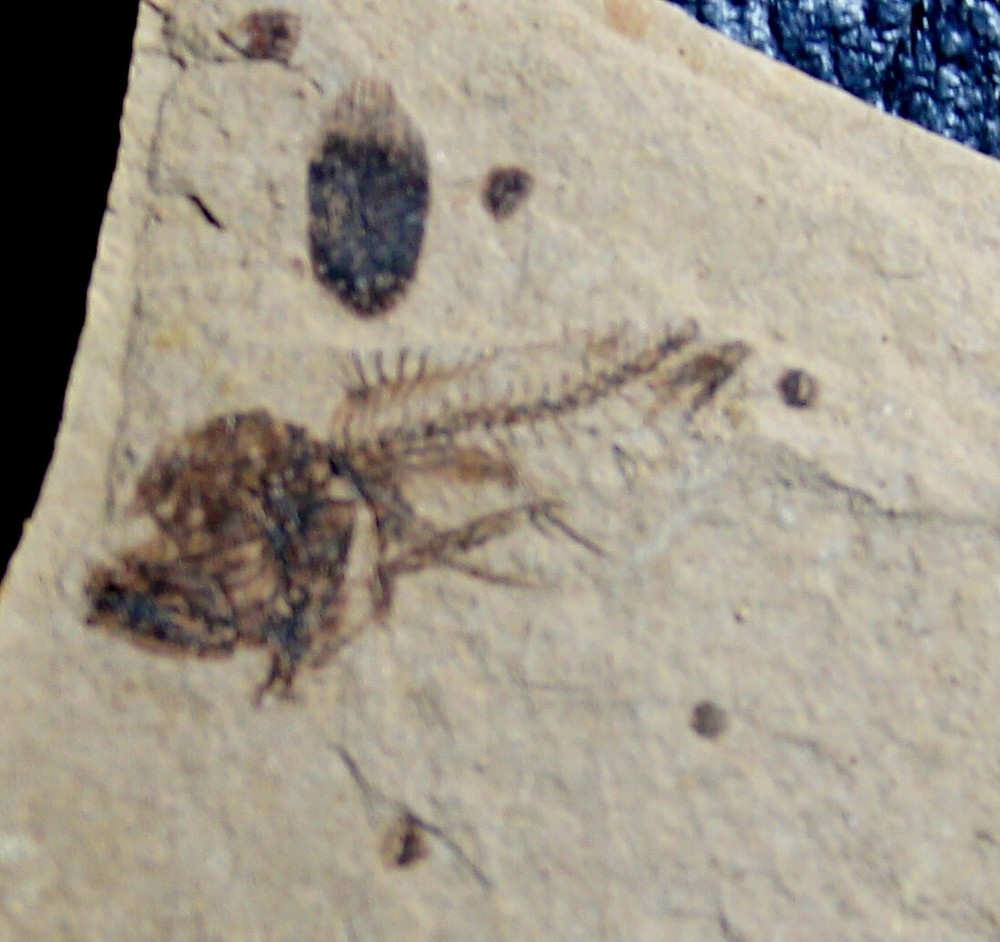Serranus sp - Oligocene fossil fish