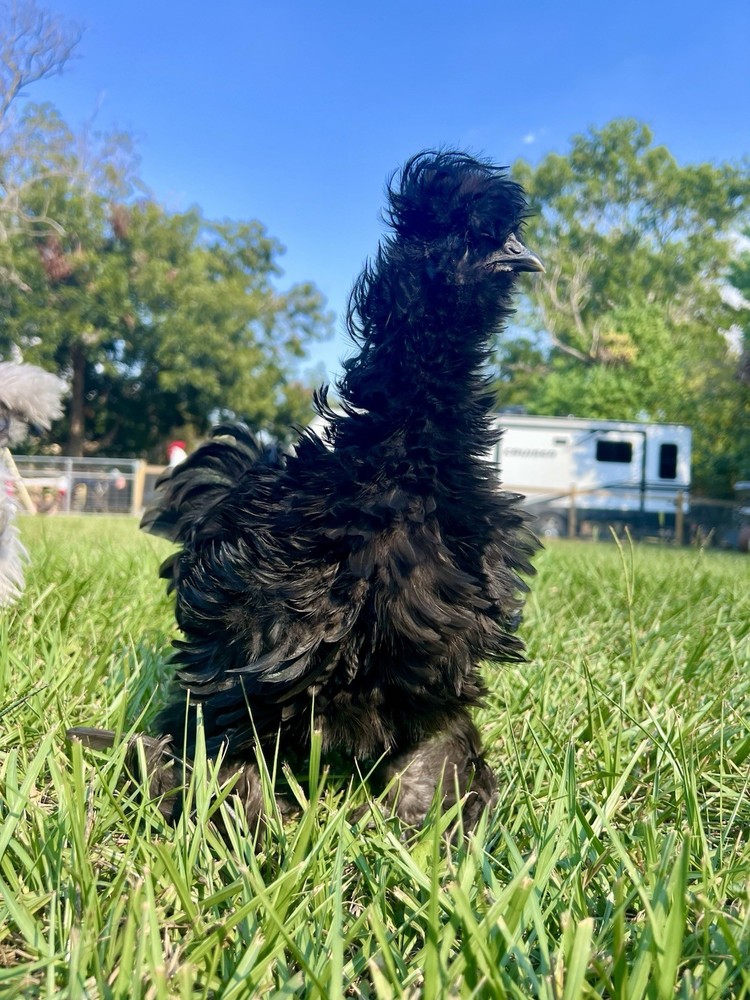 12 RARE Hens Choice Hatching Eggs NPIP