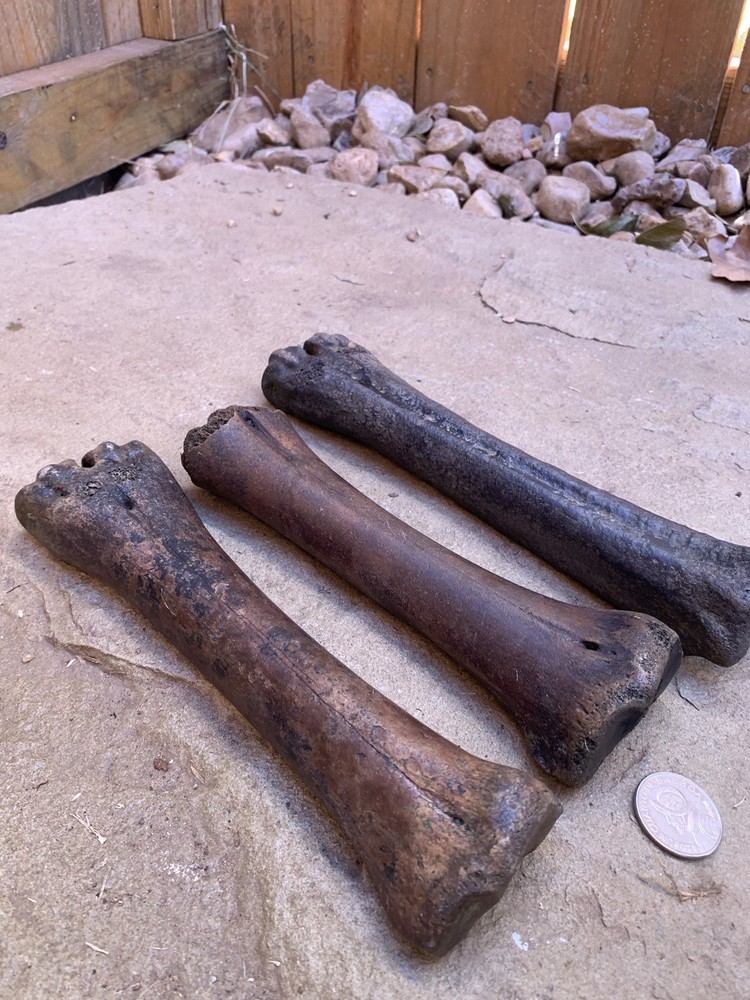 Fossilized, Bison, Bones