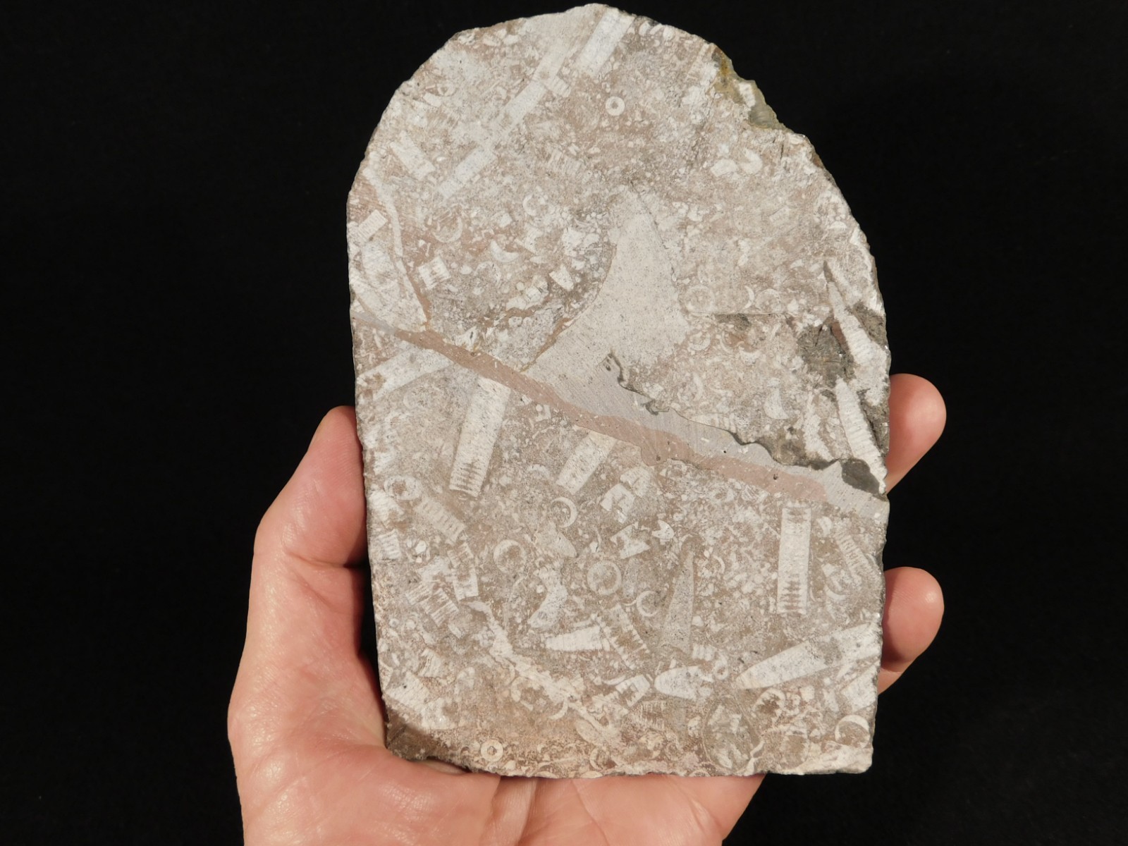 Larger! 430 Million Year Old! CRINOID Fossil or Sea LILY Fossil Morocco 601gr