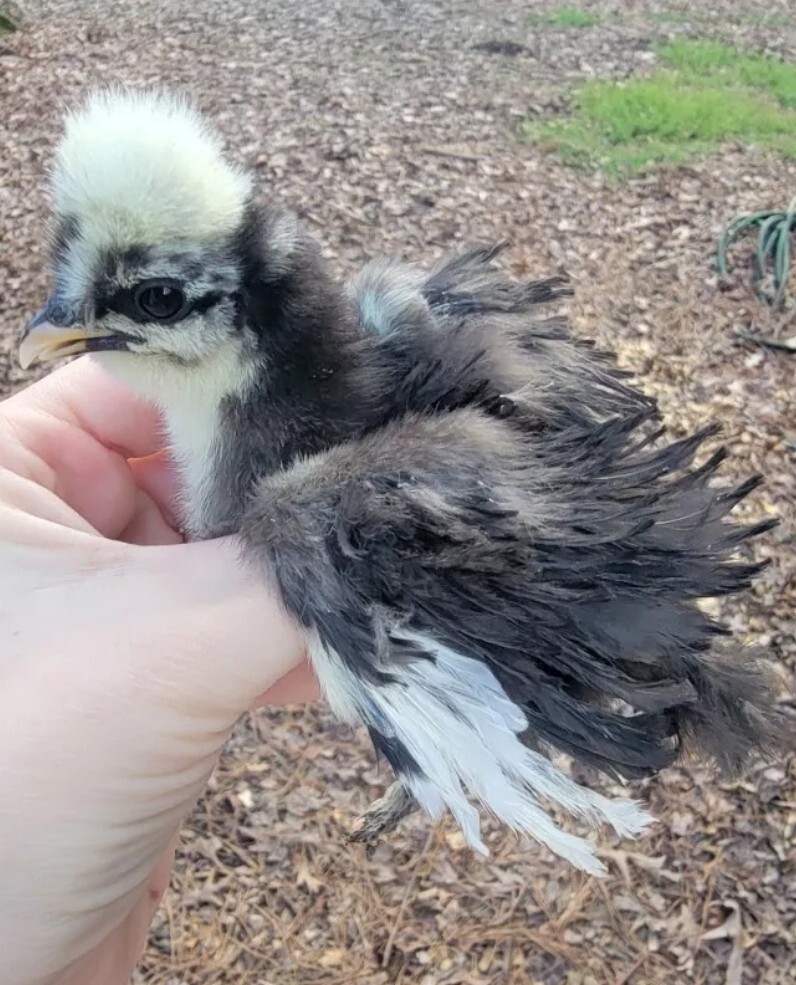 mottled silkie hatching eggs
