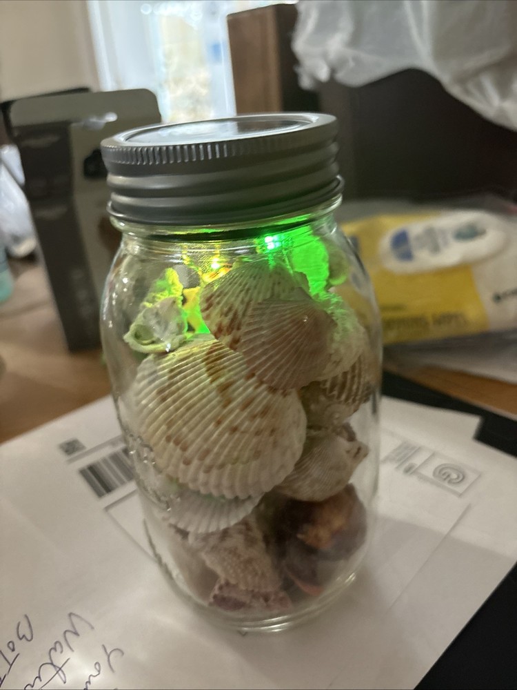 Shells In Lighted Jar