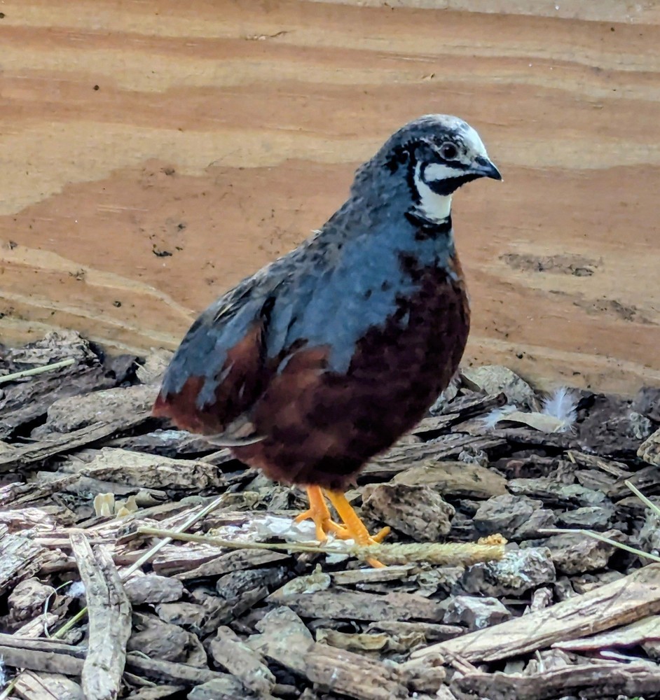 18+2 Button Quail Hatching Eggs