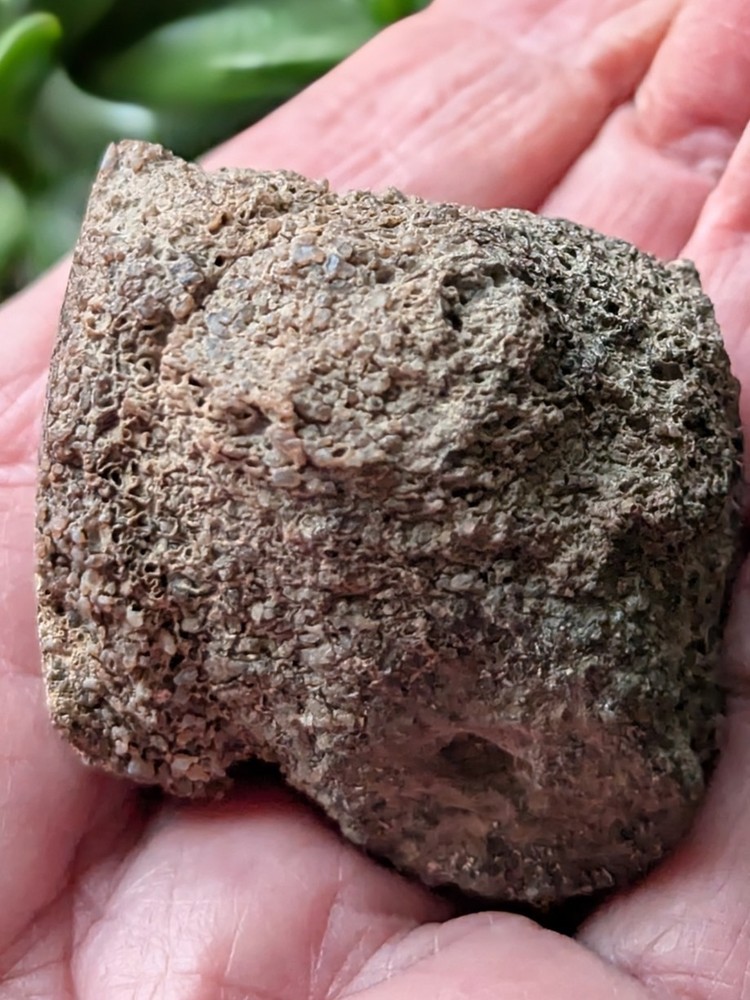 UV -Dinosaur Bone From * Polished * 2.3 oz.