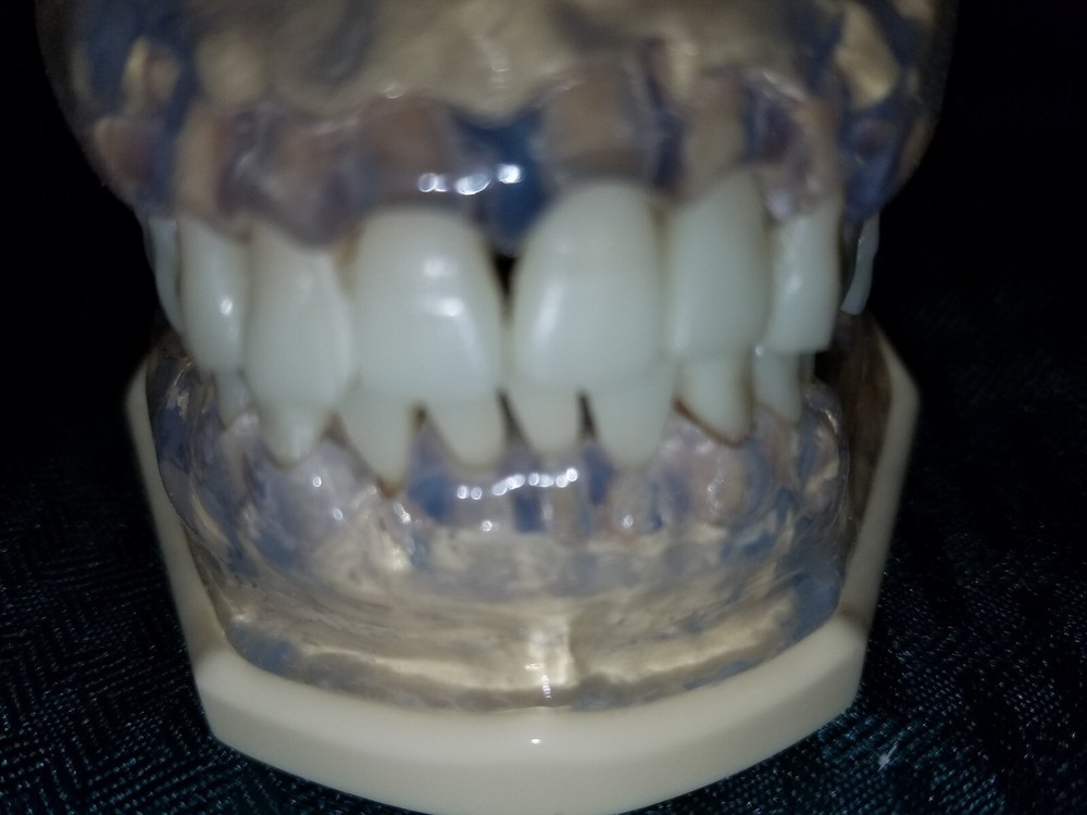 Dental Model Nissin. practical training. education.