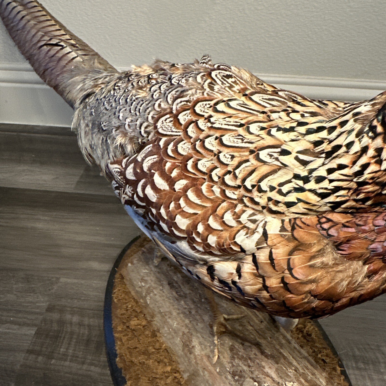 Pheasant Ring Neck Taxidermy Table / Shelf Display Mount