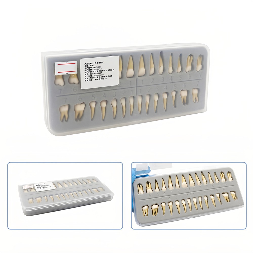 28 Resin Dental Permanent Teeth Study Tooth Model Discrete With Root Simulation