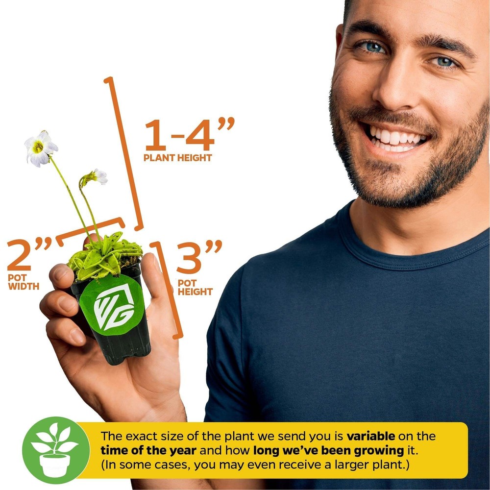 Spoonleaf Sundew Carnivorous - Drosera spathulata