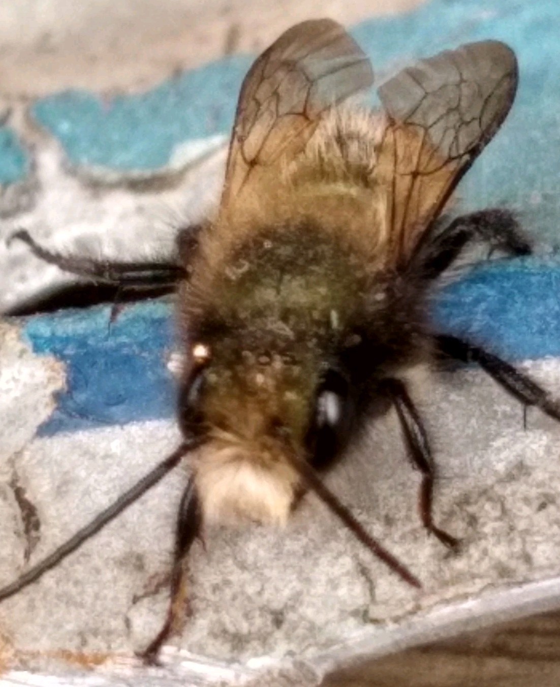 GARDENER GIFT! 5 Tubes LIVE 2025 BLUE ORCHARD MASON BEES COCOONS Spring Emerge