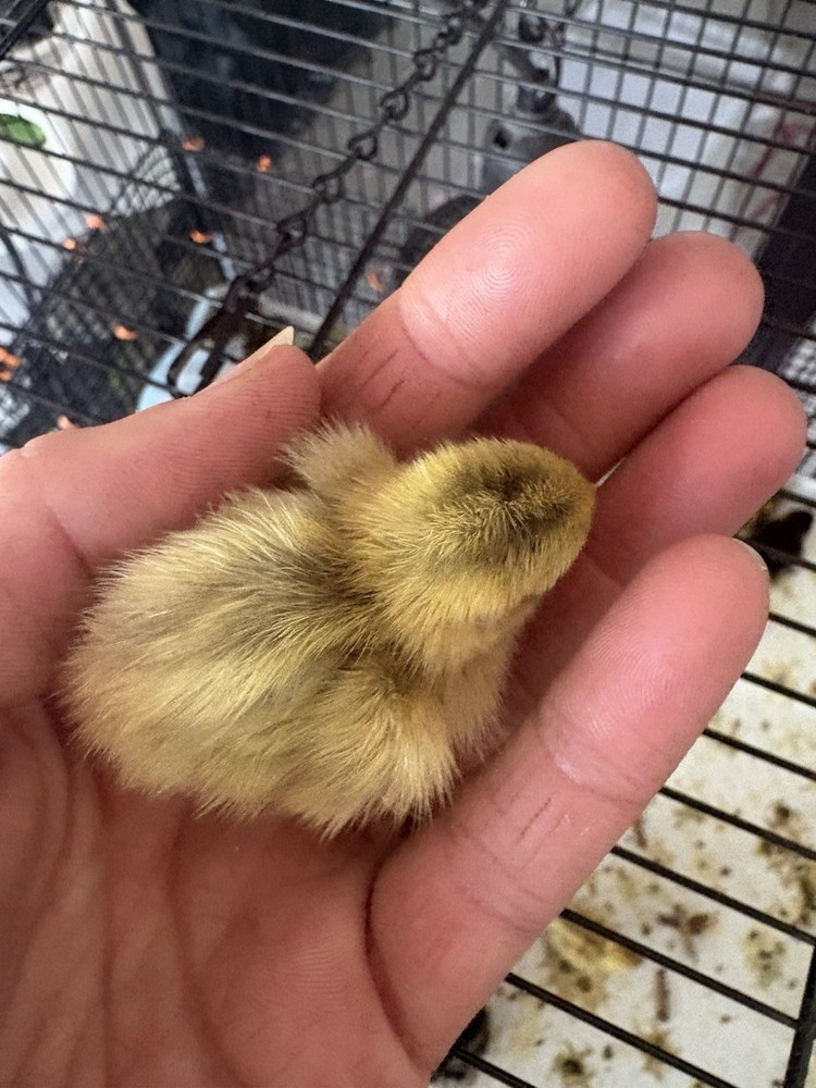 Coturnix hatching eggs unique colors 15 hatching eggs