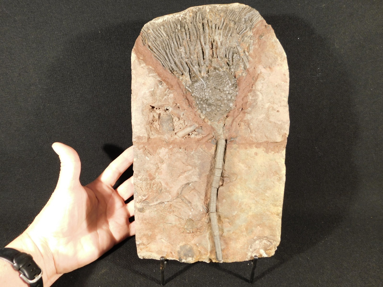 Big! 430 Million Year Old! CRINOID Fossil or Sea LILY Fossil Morocco 1686gr