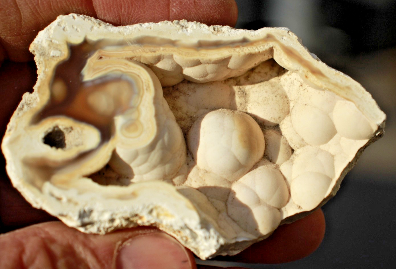 Polished Tampa Bay Fossil Coral Half • 3.0" Long/1.9 oz.